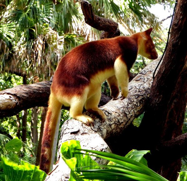 Free stock photos - Rgbstock - Free stock images | PNG tree kangaroo1