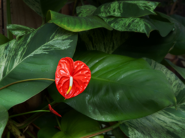 Red hot poker poisonous to dogs