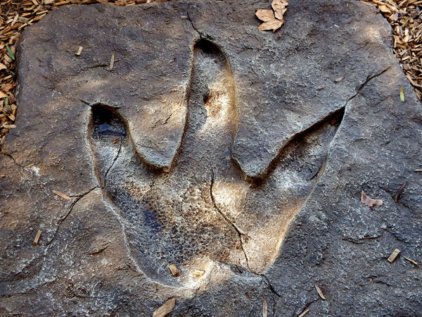 free-stock-photos-rgbstock-free-stock-images-ancient-footprint