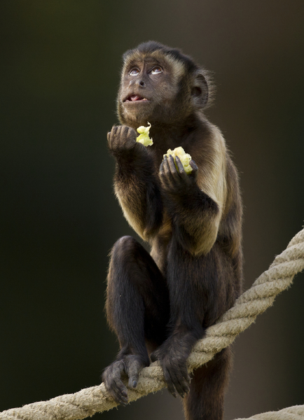 Free Stock Photos Rgbstock Free Stock Images Small Monkey Praying