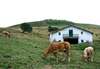 farm cows