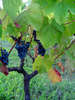 bunch of grapes