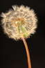 Dandelion details 2