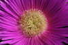 Purple flowers 1
