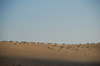Dune 1