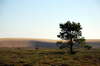 Isolated tree near the big dun