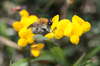 Insects: Wasp & Bumblebee