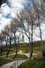 Path,trees & tower