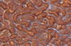 Food texture: Chocolate and to