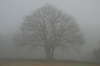 Foggy tree