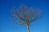 Isolated autumn tree 2