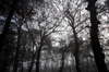 Foggy wood 1