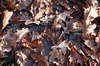 Autumn background