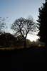 Autumn tree 3