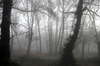 Foggy wood 5