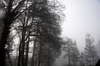Foggy wood 3