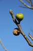 Figs 1