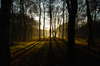 Wood sunset 1