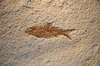 Fish fossile