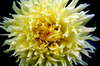 Yellow flower 2