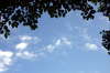 Tree frame