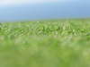 Blurred grass