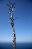 Dry tree