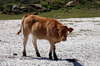 Cow 1