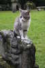 Cat and romanic ruins