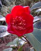 Camellia blooms