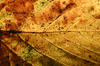 Autumn Colours