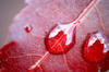Blood Drops