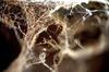 Spiders Web