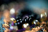 Black Eyes Beads