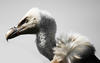 Vulture