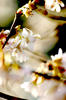 Blossom