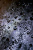 Bubbly Bubbly