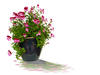 Potted plants