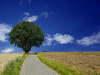 Oak
