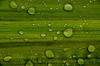 Dew