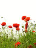 Poppies