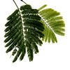 Fern