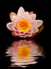 Waterlily