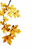 Branch