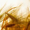 Wheat