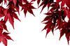 Foliage
