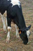 cow 1