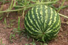 melancia