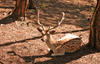 deer 2