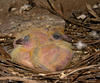 pigeon nest